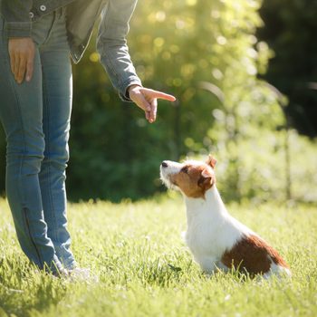 girl to train a small dog. People with a pet together. Funny and clever Jack Russell Terrier
