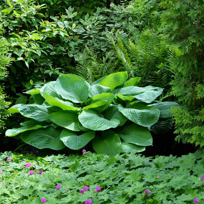 hostas