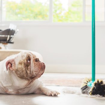 Bulldog looking up at mop