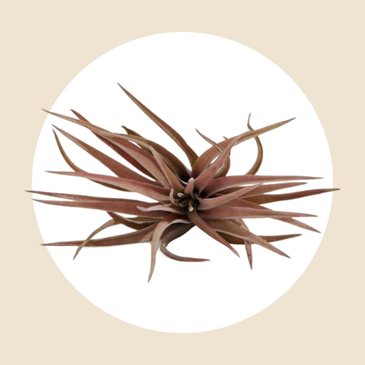 Tillandsia Velutina